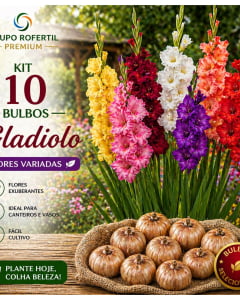 Kit 10 Bulbos de Gladiolo Cores Sortidas Flores Ornamentais Para Jardim Kit 10 Bulbos de Gladiolo Cores Sortidas Flores Ornamentais Para Jardim